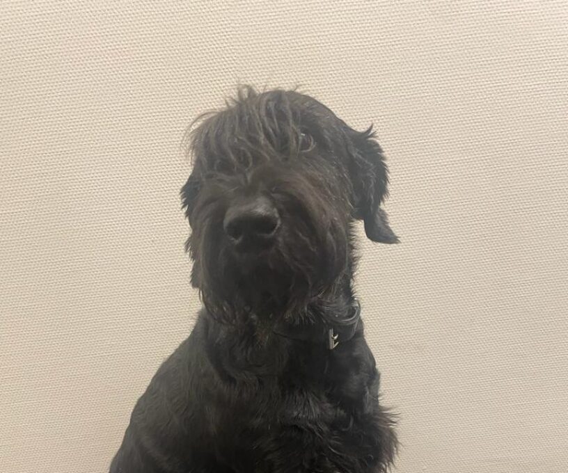 Kiki Riesenschnauzer